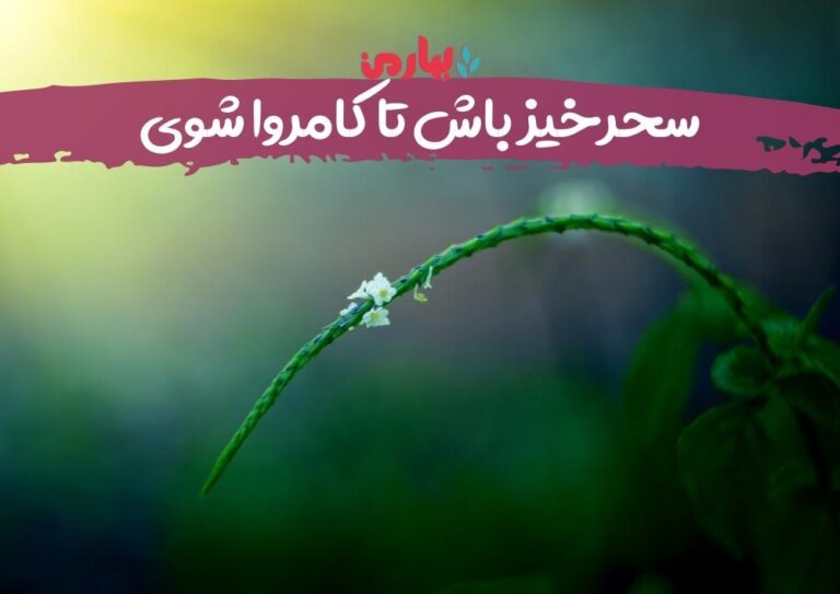 امیرحسین شهرکی