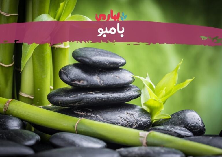 زهرا فلاحی