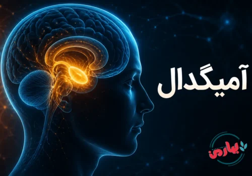 آمیگدال
