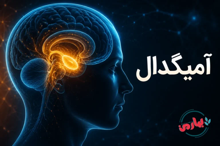 آمیگدال