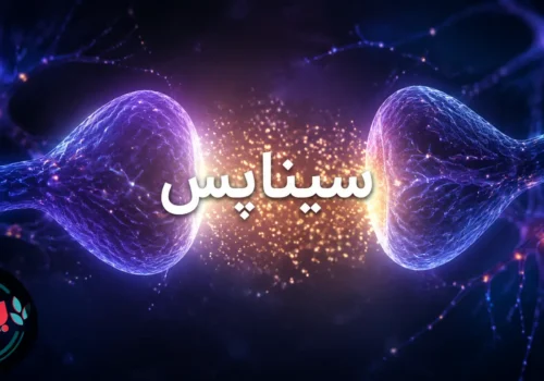 سیناپس