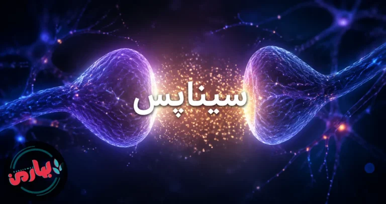 سیناپس